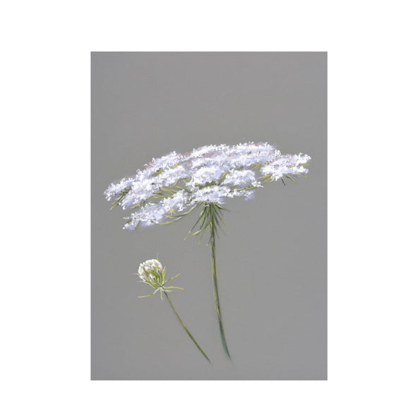 Queen Anne's Lace floral art illustration