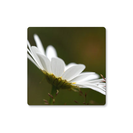 White daisy flower, green and white  coaster