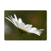 White Daisy Flower - Placemat