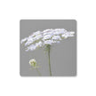 Queen Anne's Lace Flower, grey and white coasters