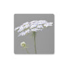 Queen Anne's Lace Flower, grey and white coasters