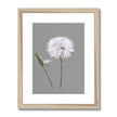 Dandelion art. Grey and white fine art print in natural light wooden frame with white mount.