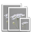 Single white flower on grey background. Artwork fine art prints with a white frame. Different sizes