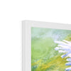 White daisy flowers framed print, close up of top corner detail and white frame