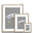 Queen Anne's Lace Flower - Framed & Mounted Print