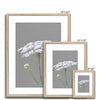 Queen Anne's Lace Flower - Framed & Mounted Print