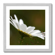 Single white daisy flower fine art print with silver toned frame. Square