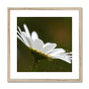 Single white daisy flower fine art print with natural light wooden frame and white mount. Square