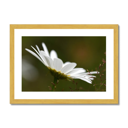 Single white daisy flower fine art print with gold toned frame. Landscape orientation.