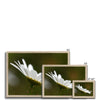 Single, wild, white daisy flower photographic fine art prints with wooden frame. Different sizes.