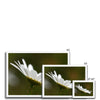 Single, wild, white daisy flower photographic fine art prints with white frame. Different sizes