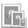 Dandelion Seed art prints with white border in silver frame. Different sizes.