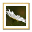 Single white daisy flower fine art print with gold frame and white mount. Square.