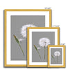 Dandelion Seed art prints with white border in gold frame