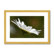 Single white daisy flower fine art print with gold toned frame and white mount. Landscape orientation.