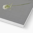 Queen Anne's Lace illustration canvas art print. Corner detail showing white wrap.