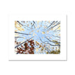 Autumn tree canopy fine art print 