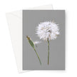 Elegant dandelion seed head art illustration greeting card. Grey and white. Portrait format