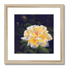 Yellow rose artwork print with wooden frame and white mount. Square orientation.