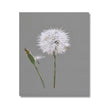 Dandelion seed head and bud fine art canvas print. Ready to hang 