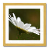 Single white daisy flower fine art print with gold toned frame. Square