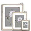 Dandelion art. Grey and white fine art print in natural light wooden frame with white mount. Different sizes