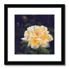 Yellow rose artwork print with black frame and white mount. Square orientation.