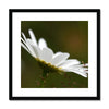 White daisy flower fine art print in a black frame with white mount. Square format