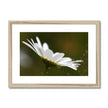 Single white daisy flower fine art print with natural light wooden frame and white mount. Landscape orientation.