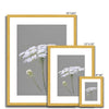 Grey and white Queen Anne's Lace illustration prints in gold frame