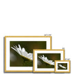 Single white daisy flower fine art prints with gold toned frame and white mount. Landscape orientation. Different sizes.