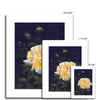 Yellow rose fine art prints. Different sizes.