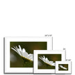 Single white daisy flower fine art prints with white frame and white mount. Landscape orientation. Different sizes.