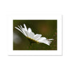 White daisy flower fine art print.