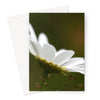 White daisy flower, floral greeting card. Portrait format