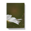 Wild white daisy flower, macro image, hardback journal.