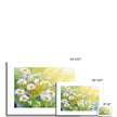 White Daisy Flowers illuminated by the sunshine, artwork, fine art canvas prints. Different sizes