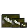 Single, wild, white daisy flower photographic fine art prints with black frame. Different sizes