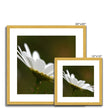 Single white daisy flower fine art prints with gold toned frame and white mount. Square. Different sizes.