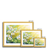 White daisy flowers illuminated by the sunshine artwork. Fine art prints with a white border in a in gold frame