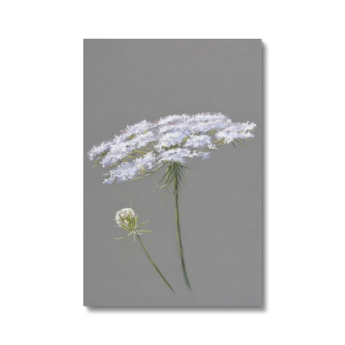 White Queen Anne's Lace flower painting. Grey and white canvas art print. 