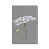 White Queen Anne's Lace flower painting. Grey and white canvas art print. 