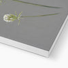 Queen Anne's Lace Flower painting. Canvas art print. Close up corner detail 