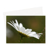 White daisy flower, floral greeting card. Landscape format