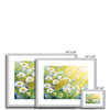 Daisy Flowers in the Sunshine artwork, fine art prints in a silver frame with white mount. Different sizes