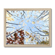 Tree Canopy in Fall, fine art print  in wooden frame. Landscape orientation.