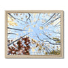 Tree Canopy in Fall, fine art print  in wooden frame. Landscape orientation.