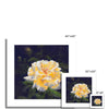 Elegant yellow rose artwork, fine art canvas prints. Unmounted. Square floral art prints, different sizes