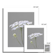 Grey and White Queen Anne's Lace Flower Floral Illustration. Fine art Canvas Prints. Unmounted. Different sizes