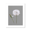 Dandelion art. Fine art art print. Grey and white